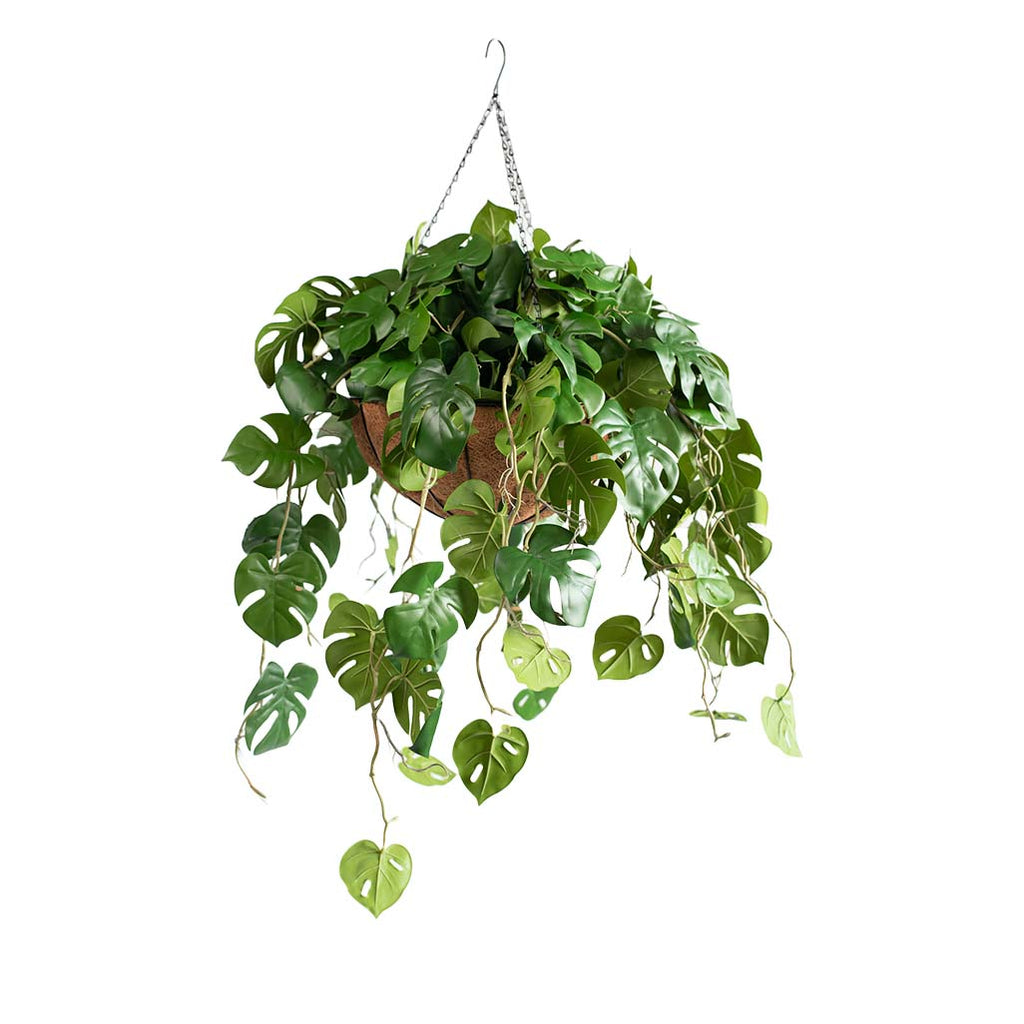 Hanging Baskets – Francisco Plant Couture