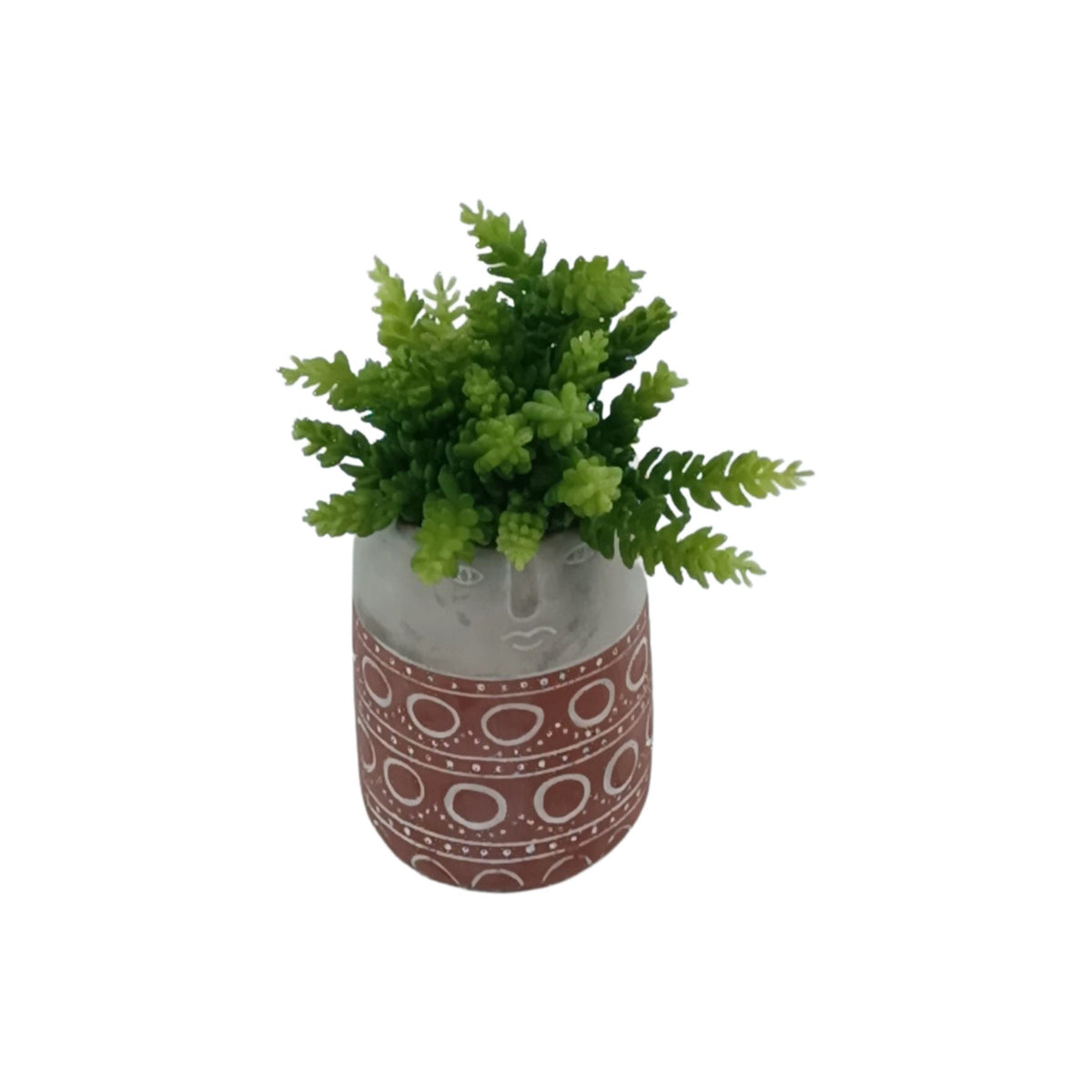 Sedum in Terracotta Cement Vase