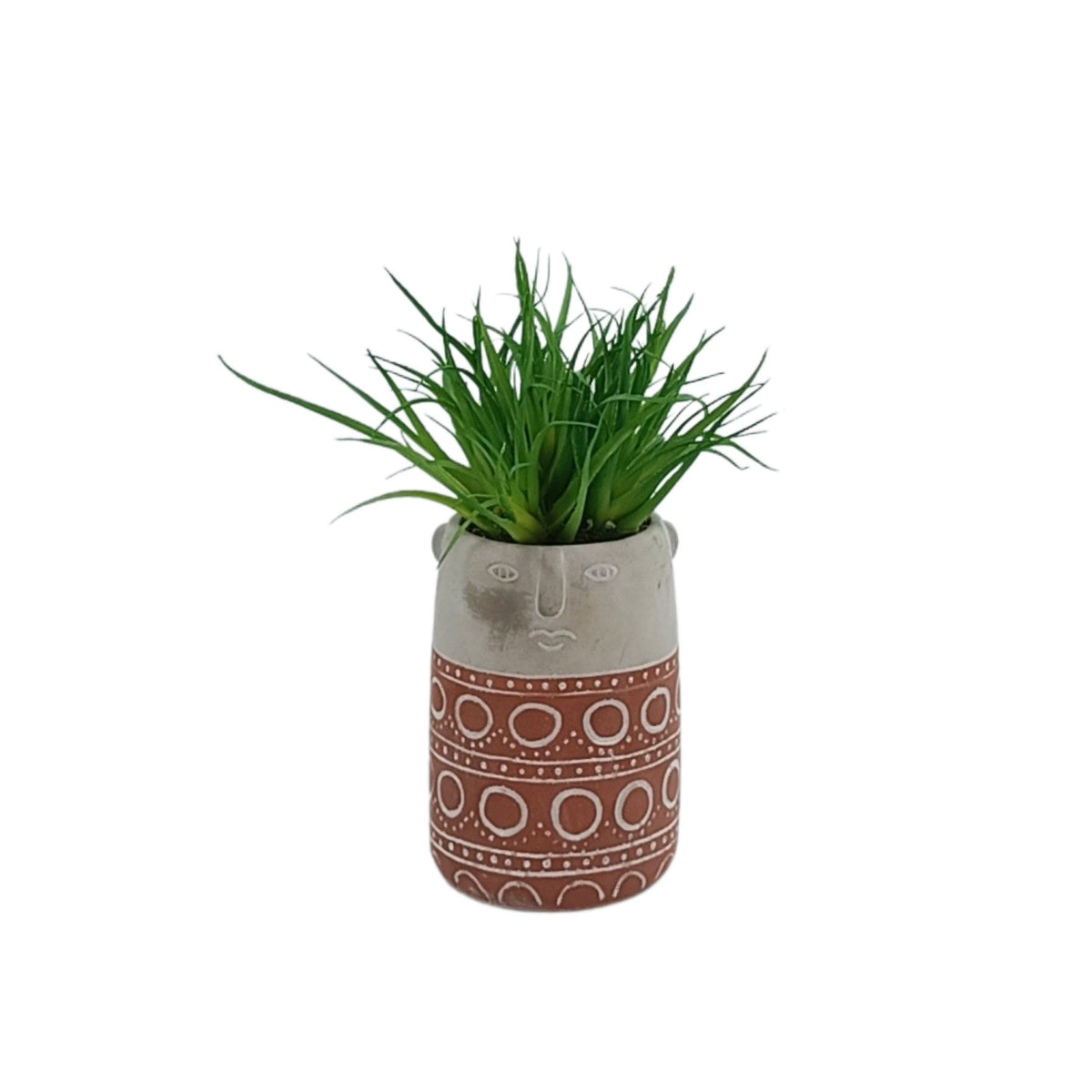 Airplants in Terracotta Cement Vase