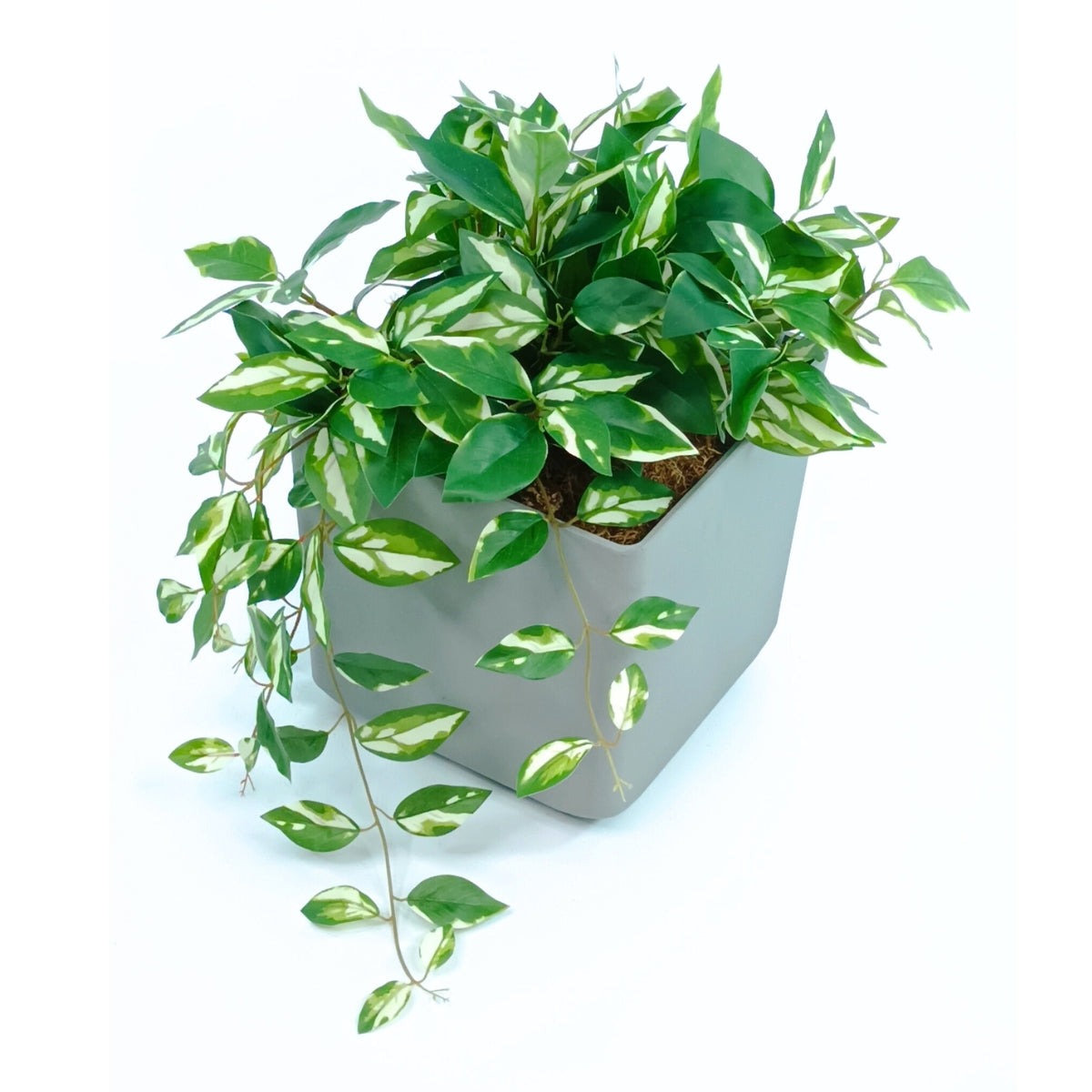 Cubic Pot Sage Small with Hanging & Filler Hoya Combo