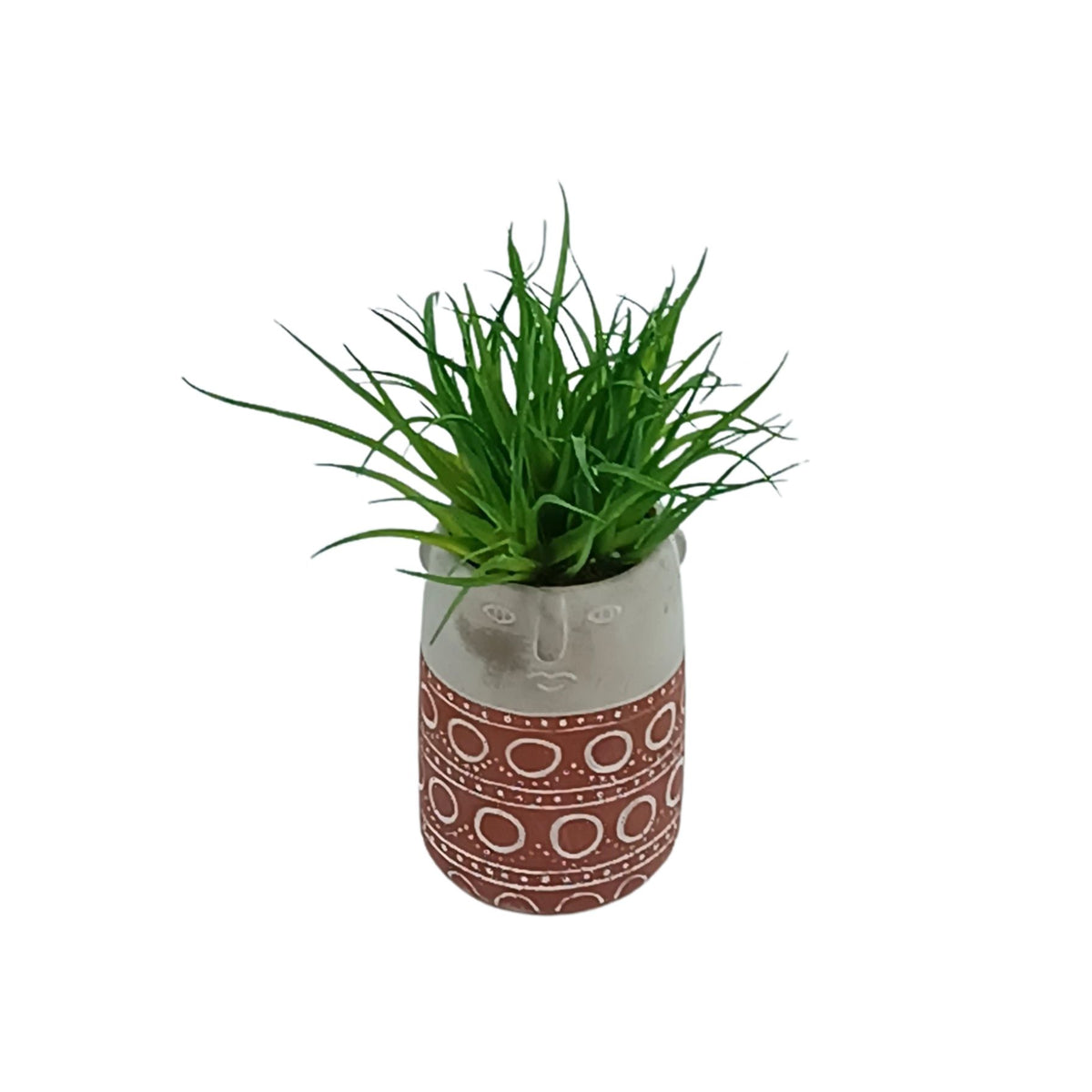 Airplants in Terracotta Cement Vase