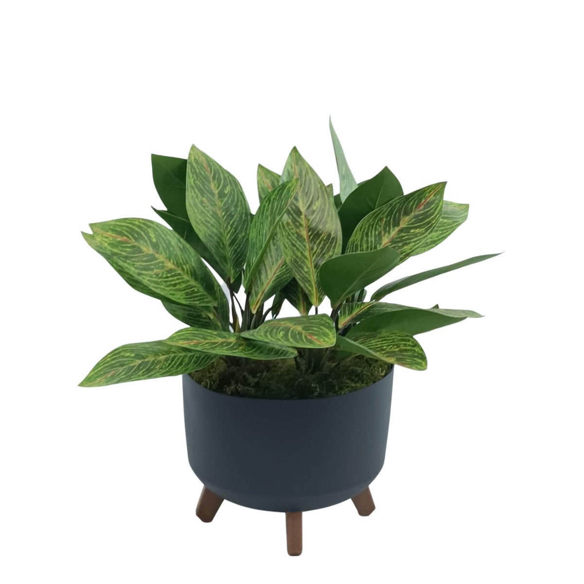 Calathea in Black Plastic Pot with Legs