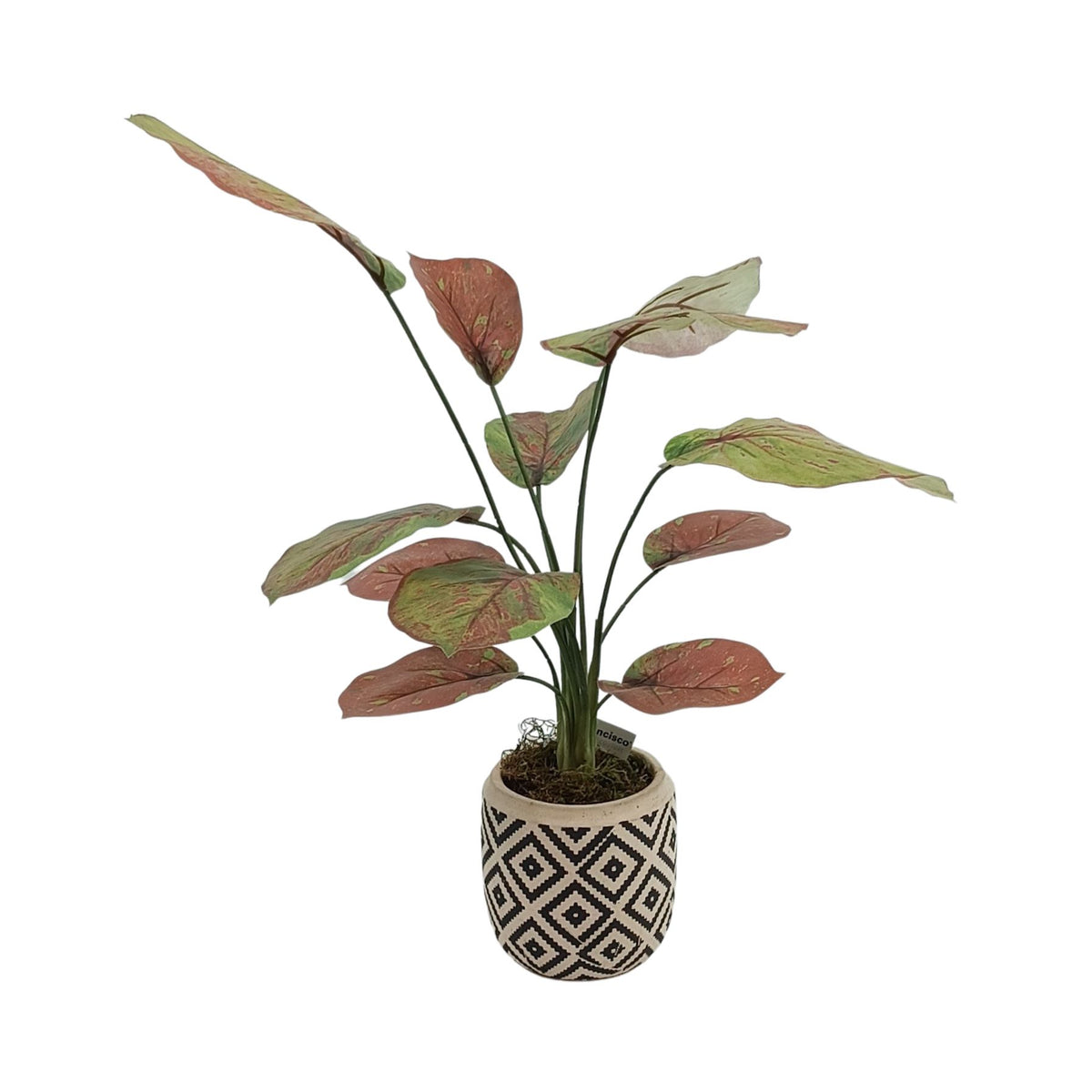 Maranta in Ethnic Ceramic Pot