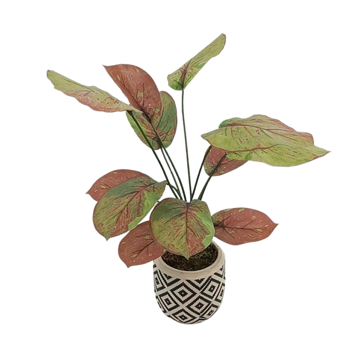 Maranta in Ethnic Ceramic Pot