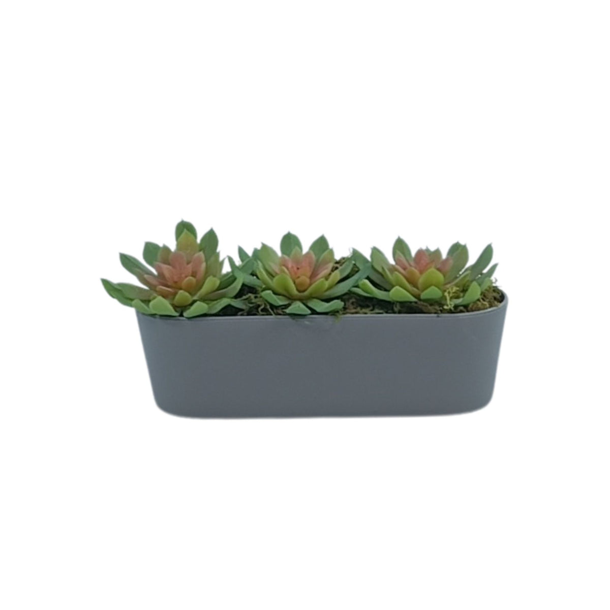 Succulent Rose Green & Pink in Plastic Rectangular Planter