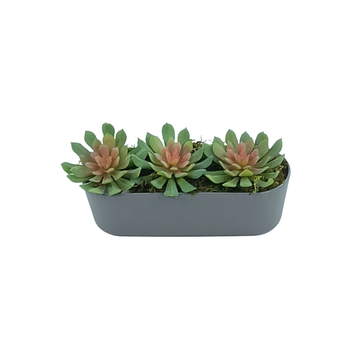 Succulent Rose Green & Pink in Plastic Rectangular Planter