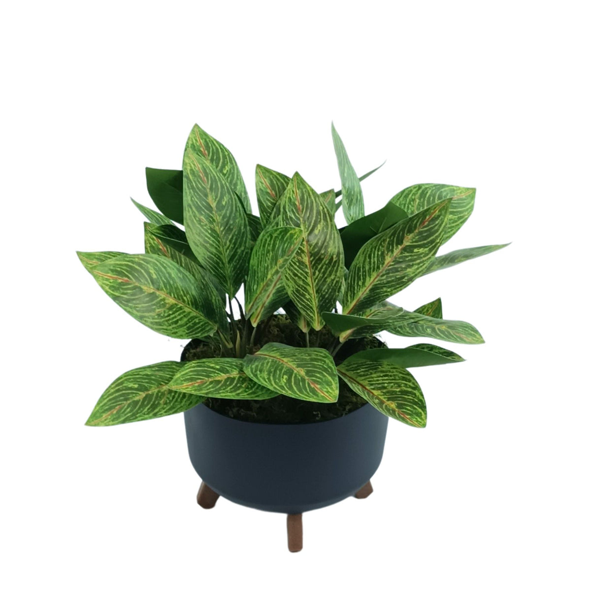 Calathea in Black Plastic Pot with Legs