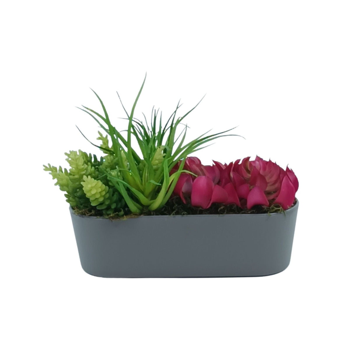 Succulent Mix 2 in Plastic Rectangular Planter