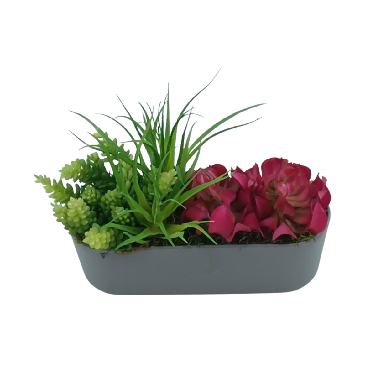 Succulent Mix 2 in Plastic Rectangular Planter