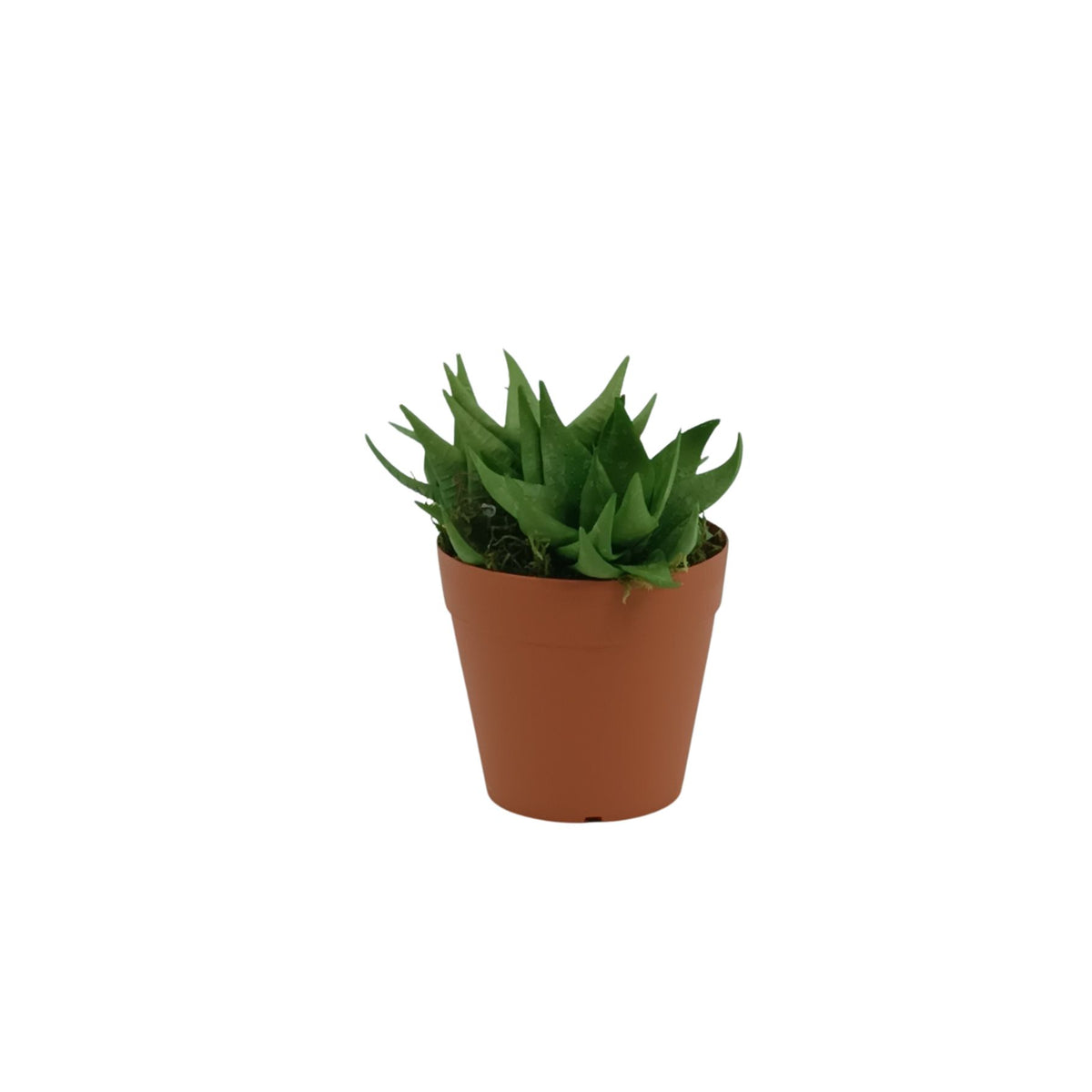 Baby Aloe in Small Plastic Terracotta Pot