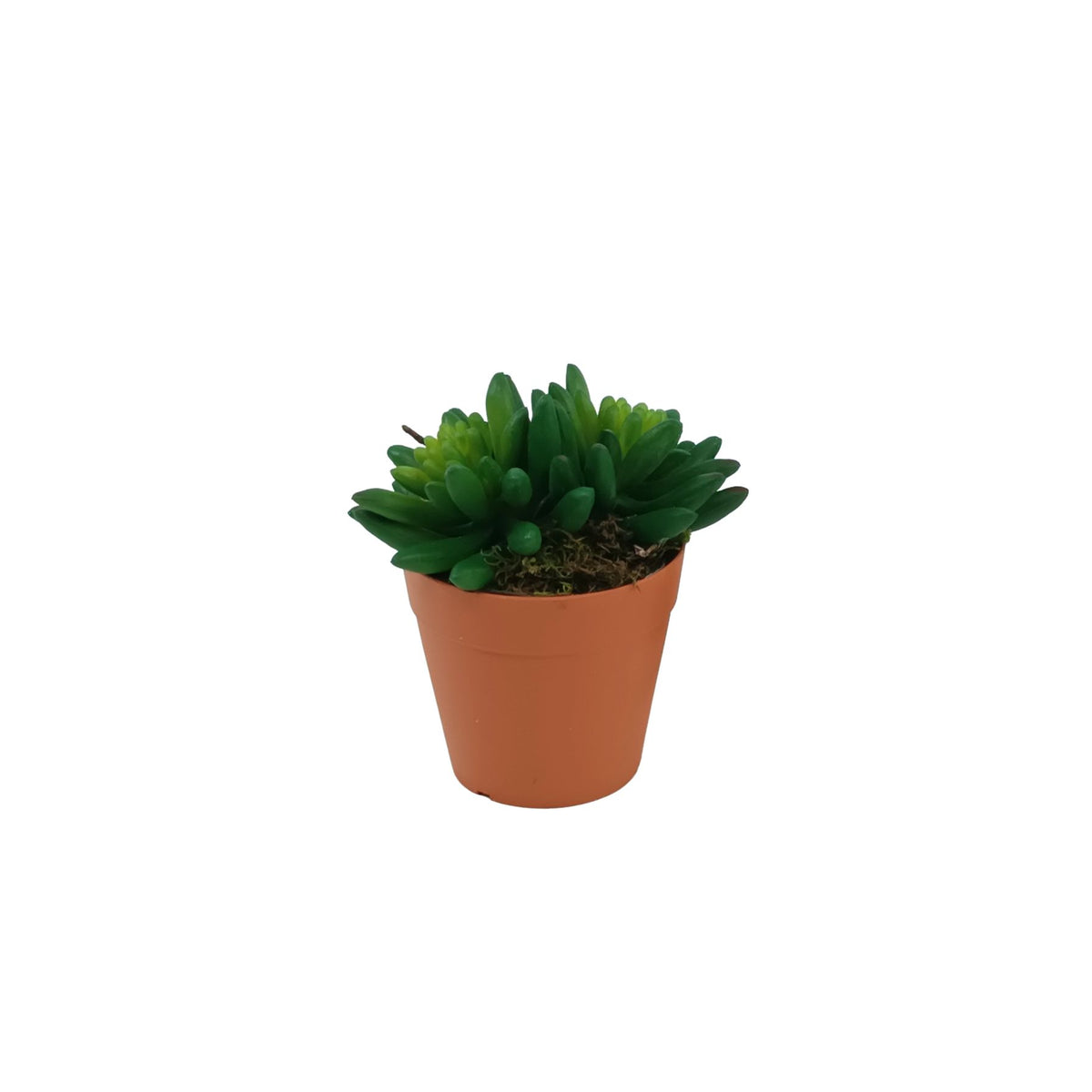 Echiveria Hookerli Succulent in Small Plastic Terracotta Pot