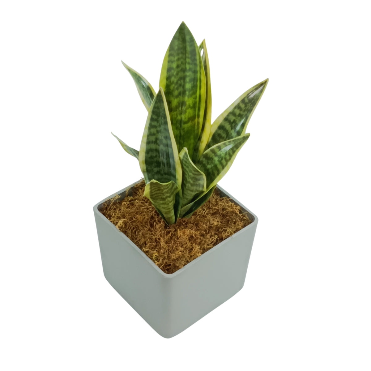 Cubic Pot Sage XS with Sansveria 47cm Combo