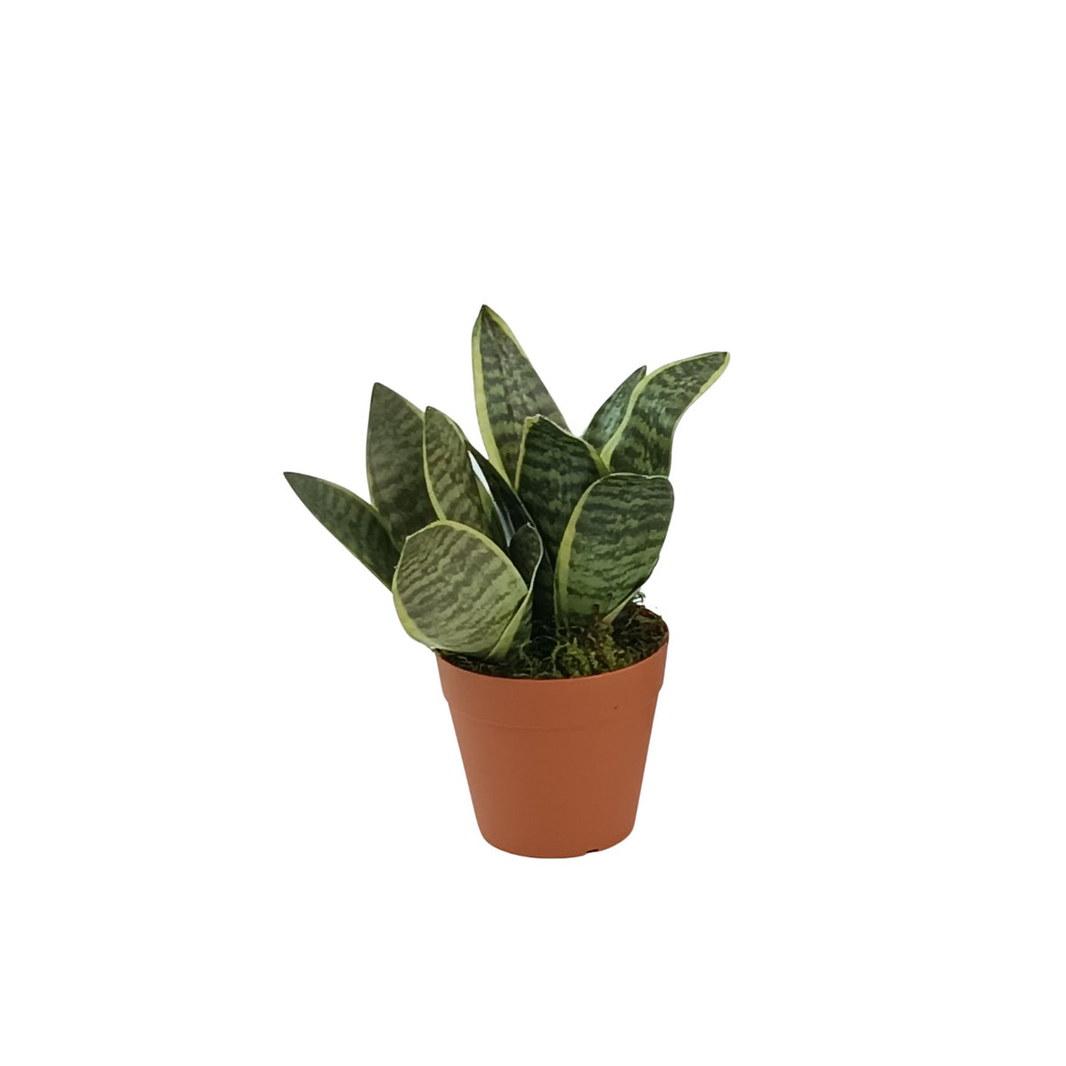 Dwarf Sansevieria in Small Plastic Terracotta Pot