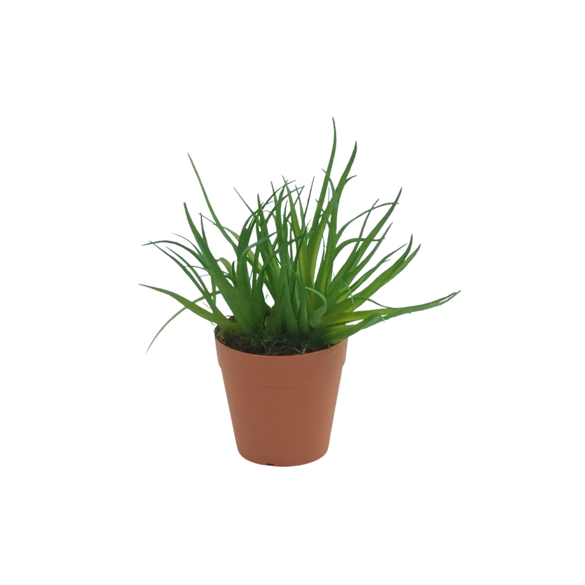 Airplant in Small Plastic Terracotta Pot