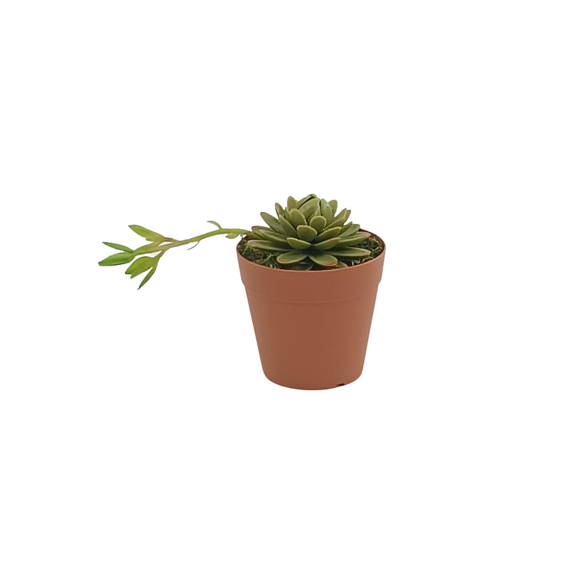 Echiveria Elegance Succulent in Small Plastic Terracotta Pot