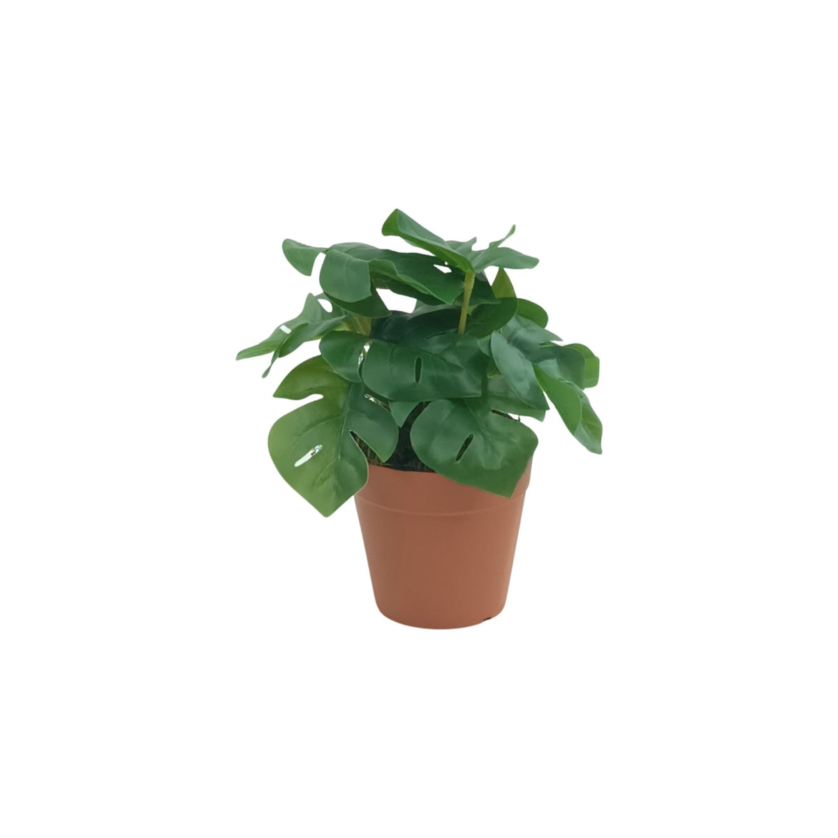 Monstera Pick in Small Plastic Terracotta Pot