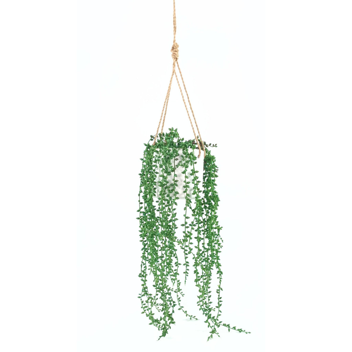 Seedvine in White Ceramic Hanging Pot