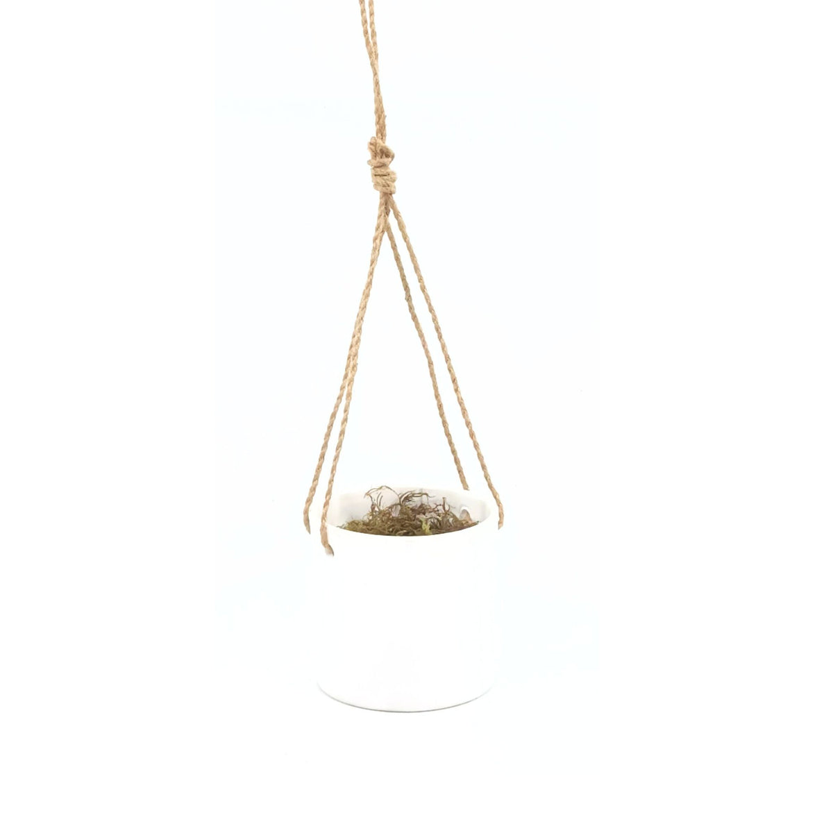 Seedvine in White Ceramic Hanging Pot