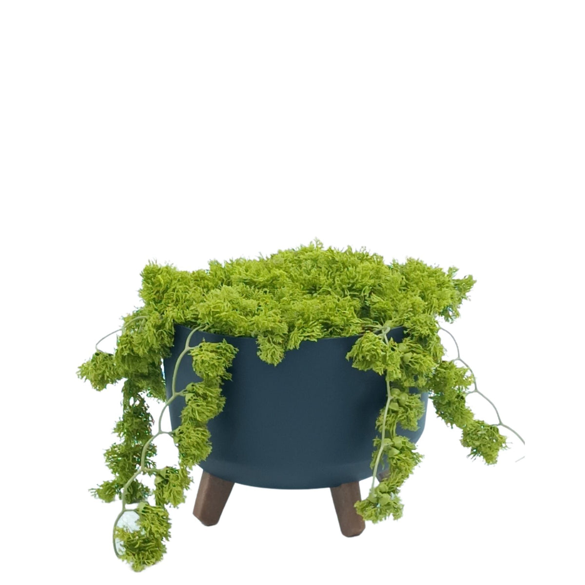 Moss Bush in Black Plastic Pot with Legs