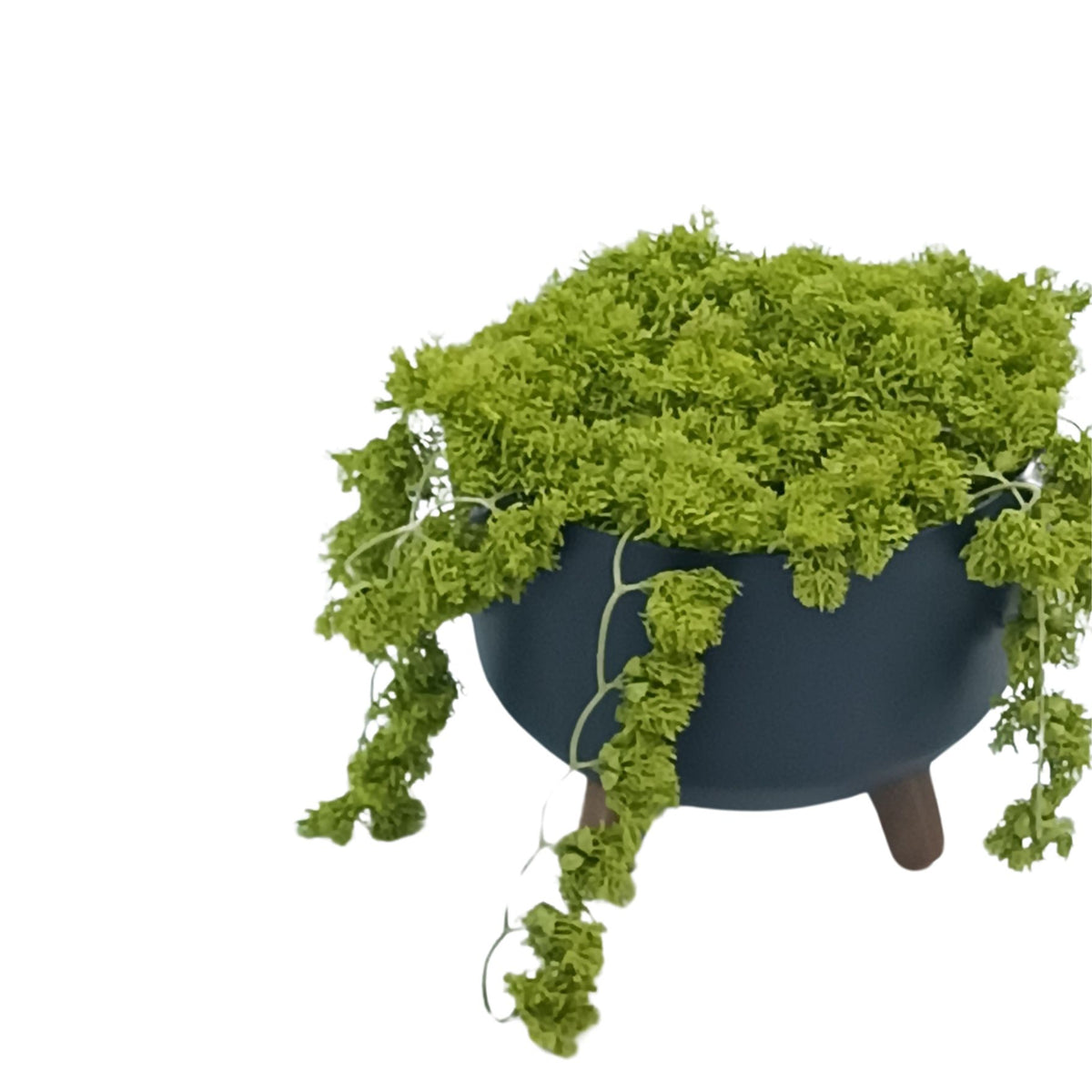 Moss Bush in Black Plastic Pot with Legs