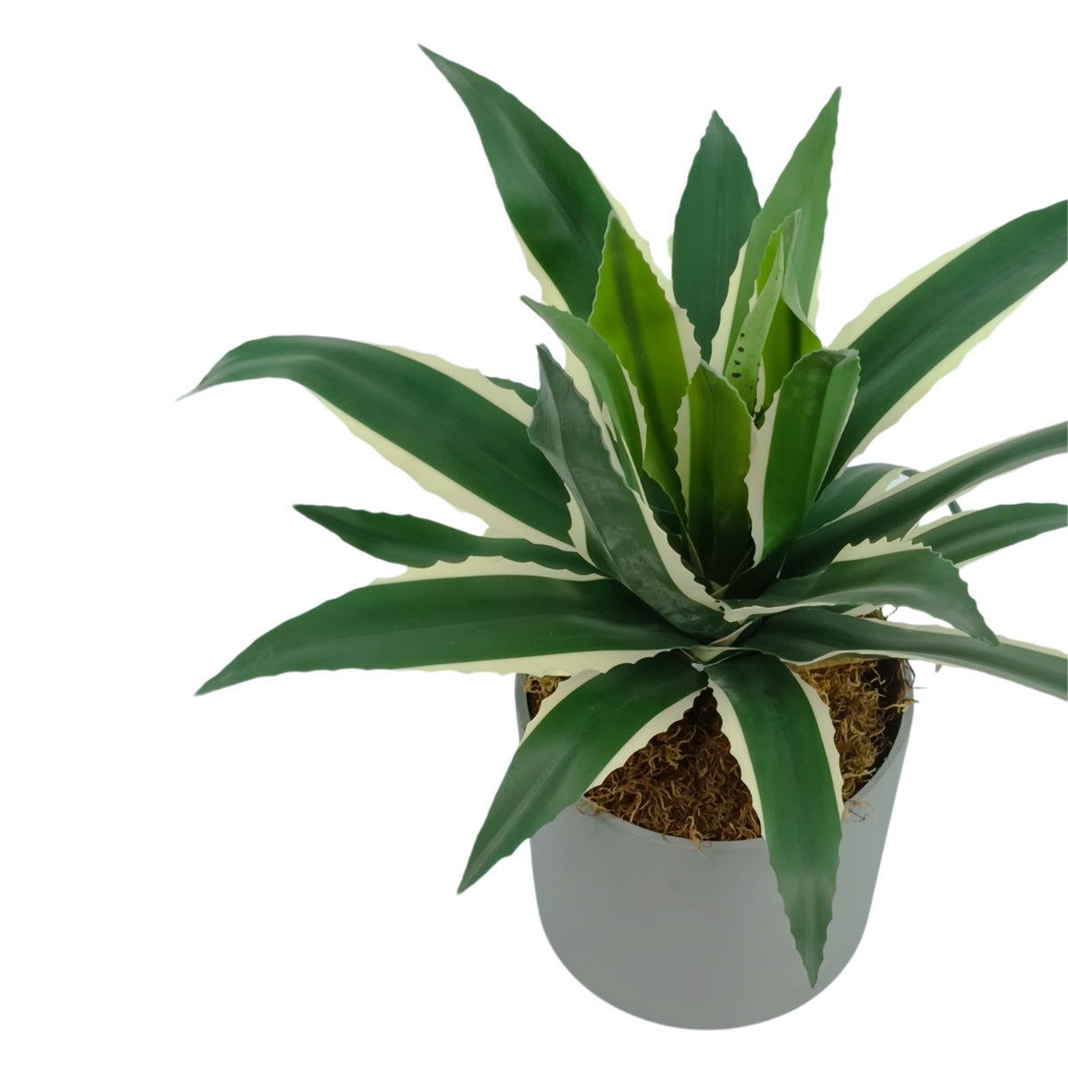 Cylindrical Pot Sage XS with Agave 45cm Combo