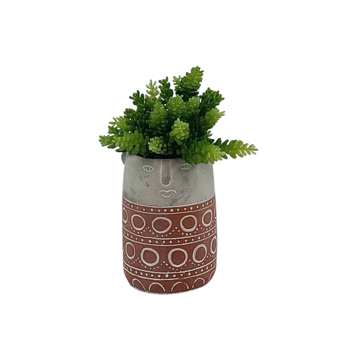 Sedum in Terracotta Cement Vase