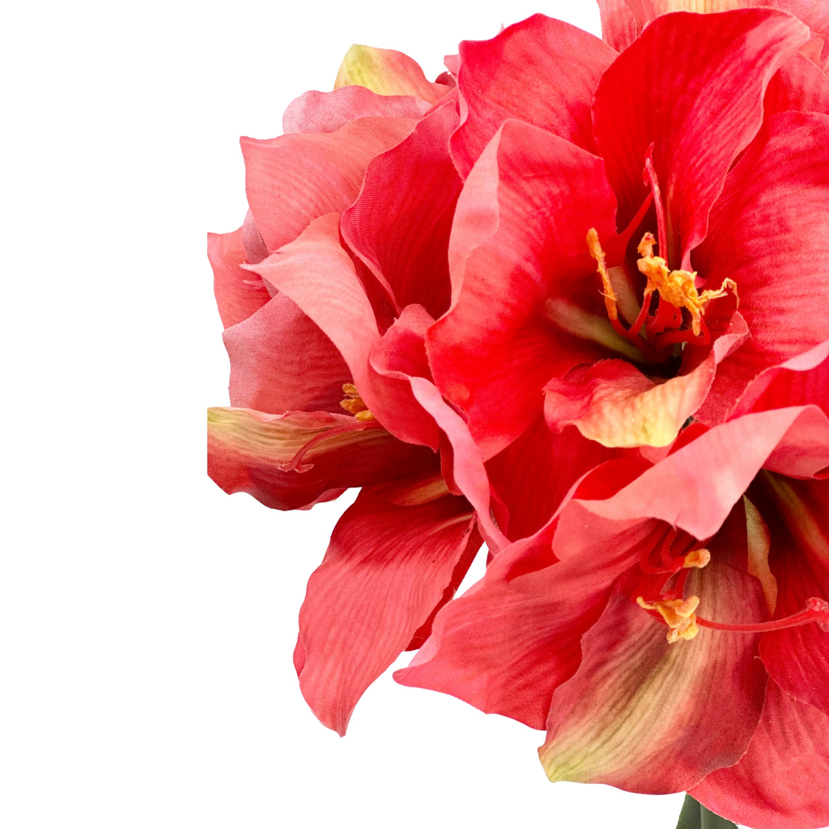 Amaryllis Coral in Glass Vase