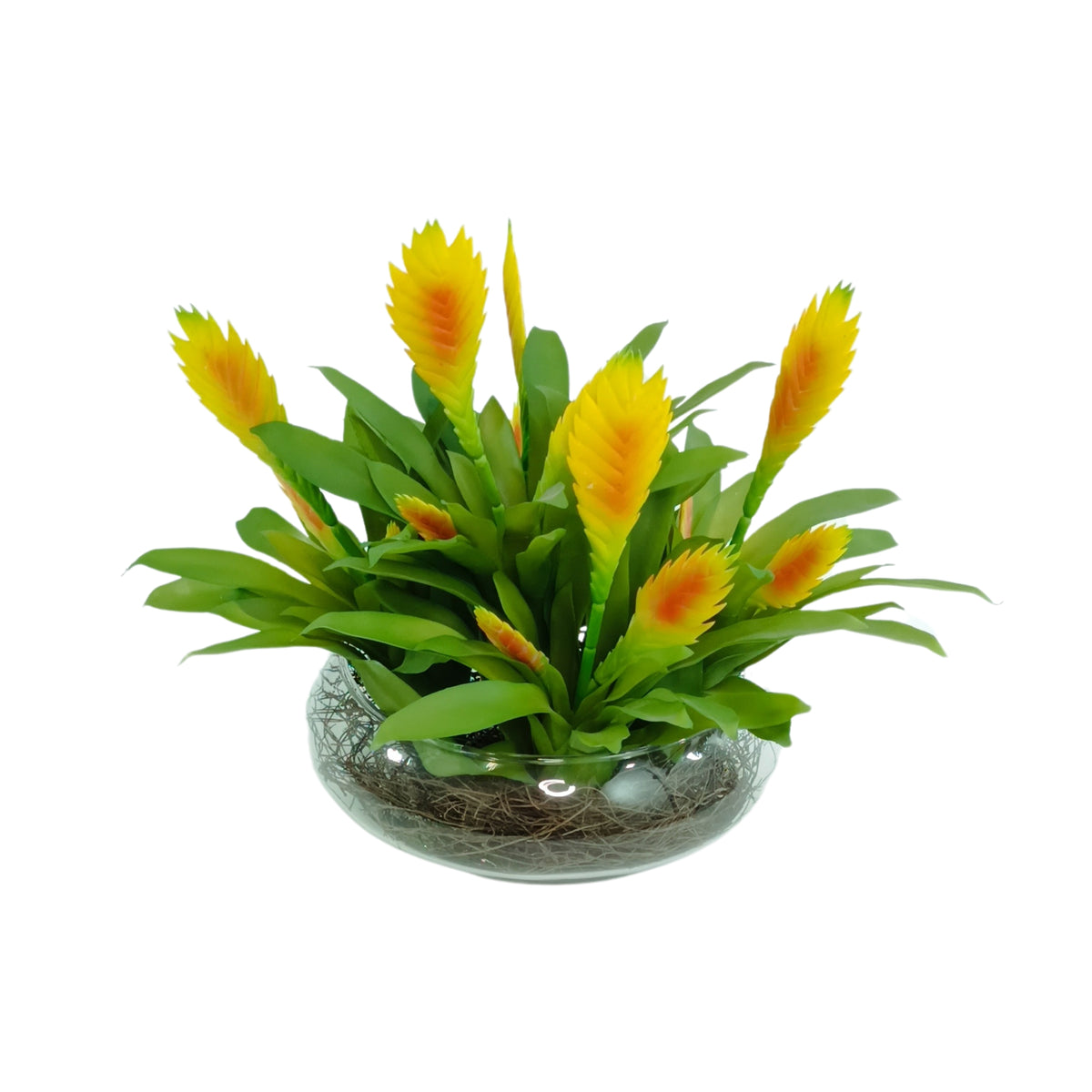 Yellow Bromeliad Arrangement in Shallow Glass Bowl