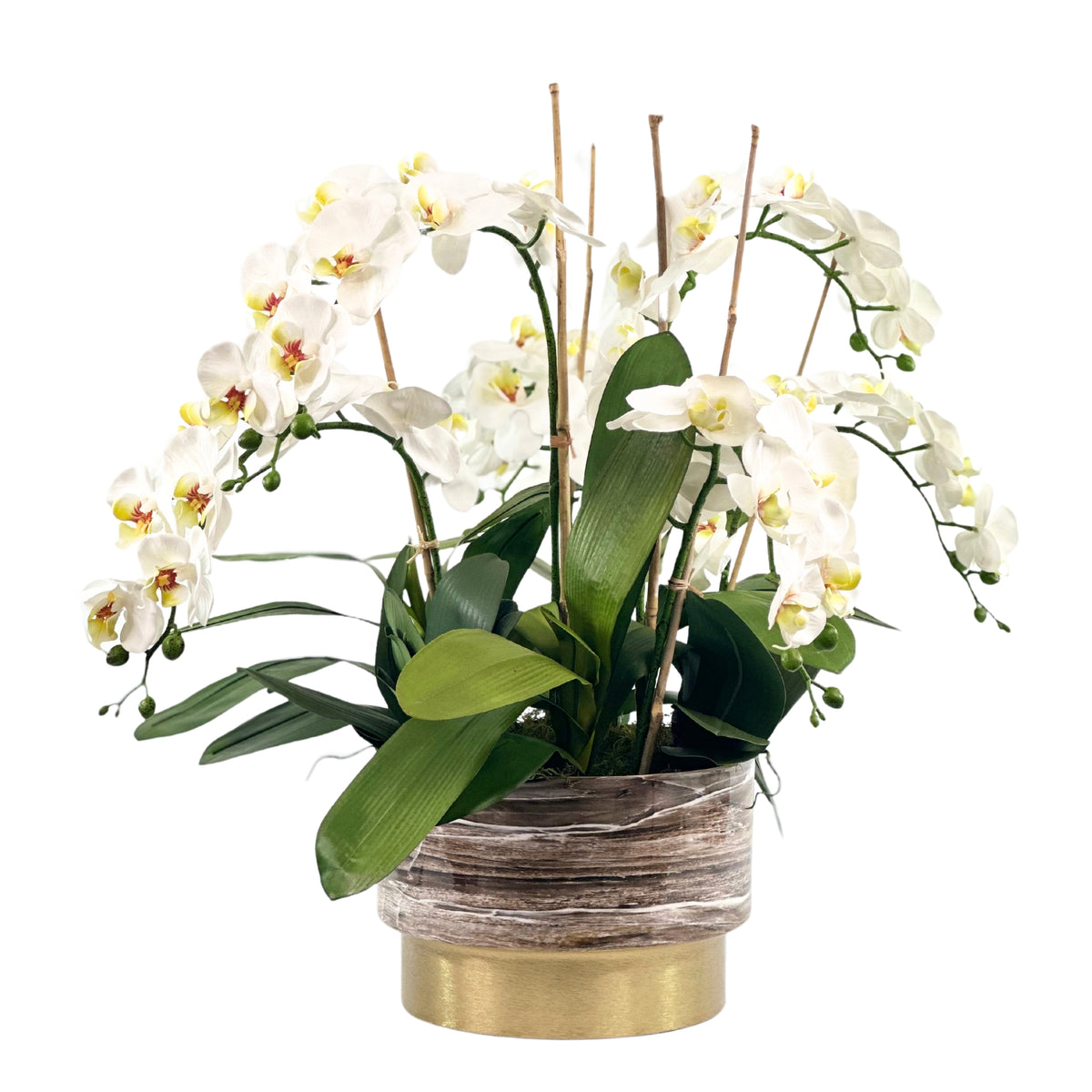 Orchids White in Gold Brown Planter from Plant Coture