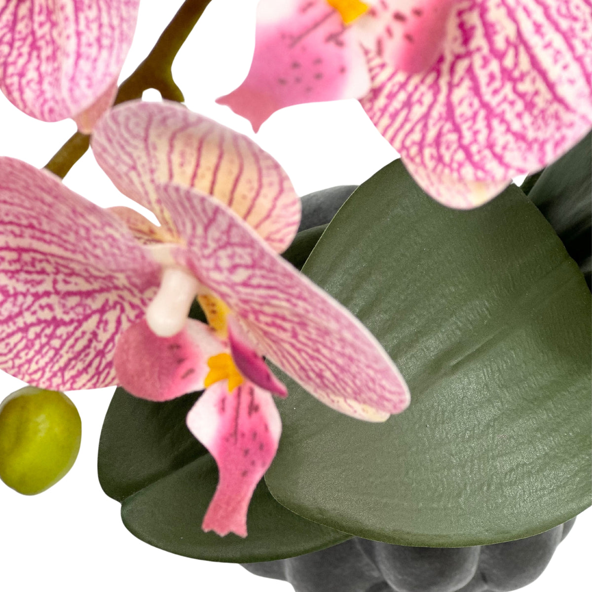 Phalenopsis Pink in Black Organic Ceramic Vase