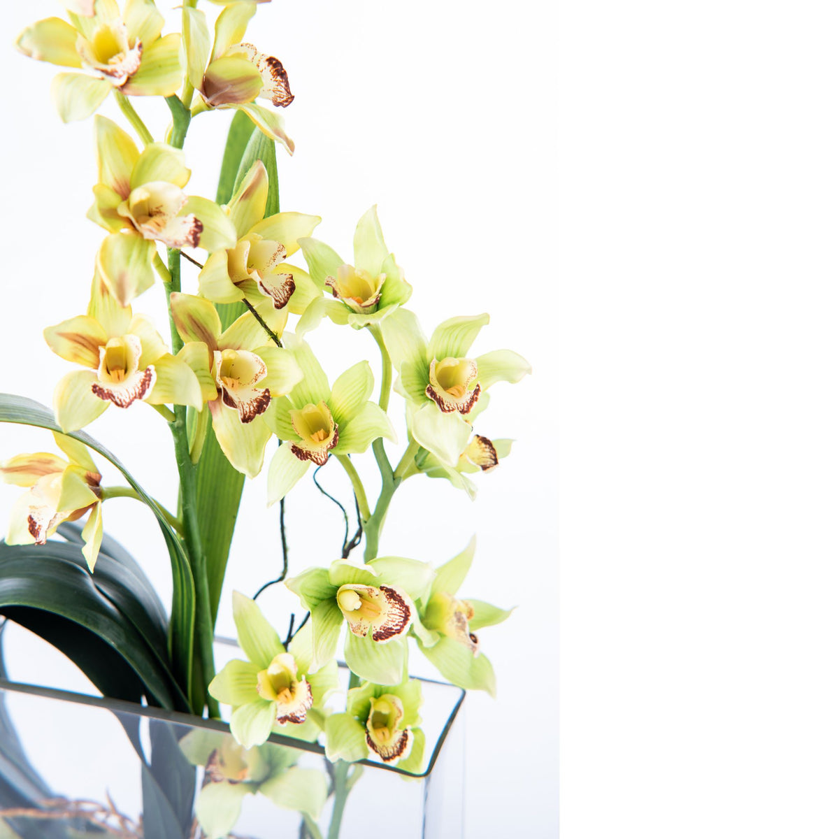 Cymbidium Orchid Arrangement in Rectangular Glass Vase