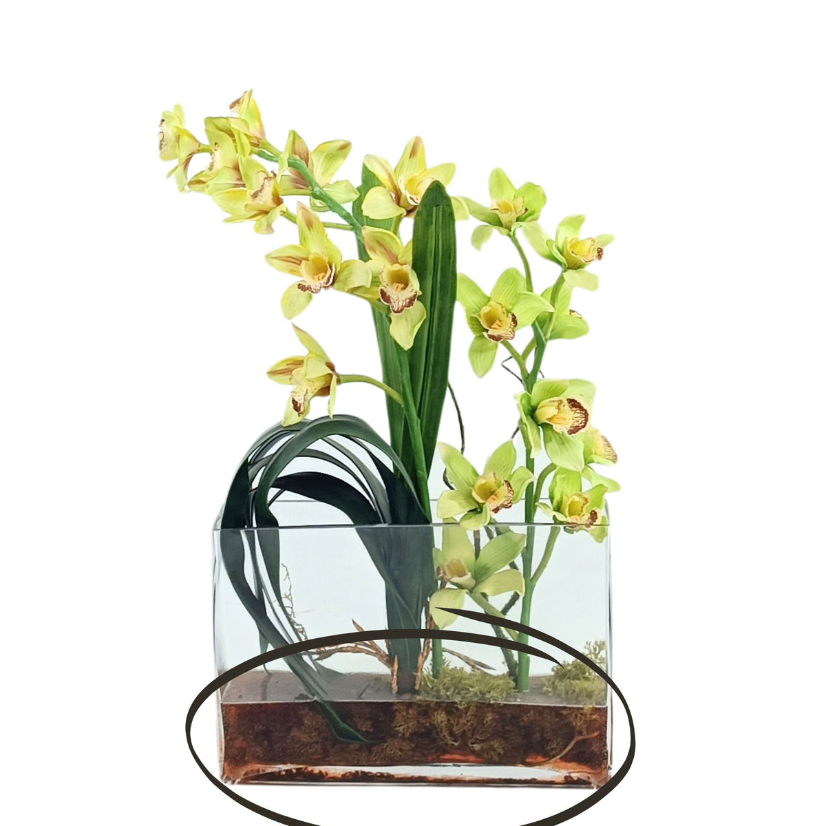 Cymbidium Orchid Arrangement in Rectangular Glass Vase