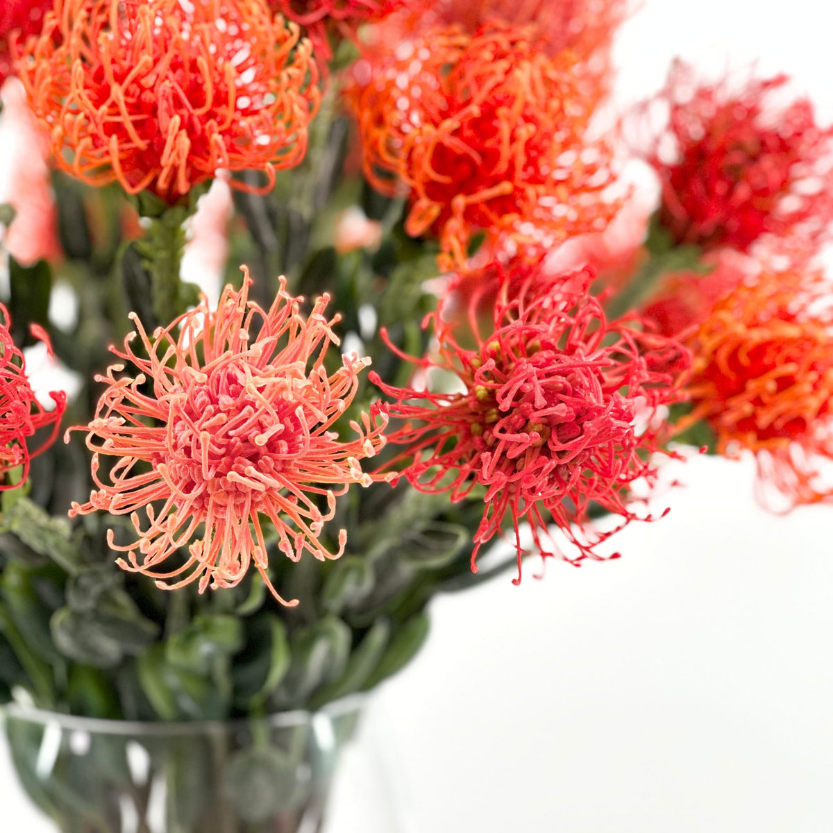 Pincushions Orange in Pyramid Glass Vase. Silk Flower arrangements. Highlighted view. Available from Plant Couture www.plantcouture.co.za