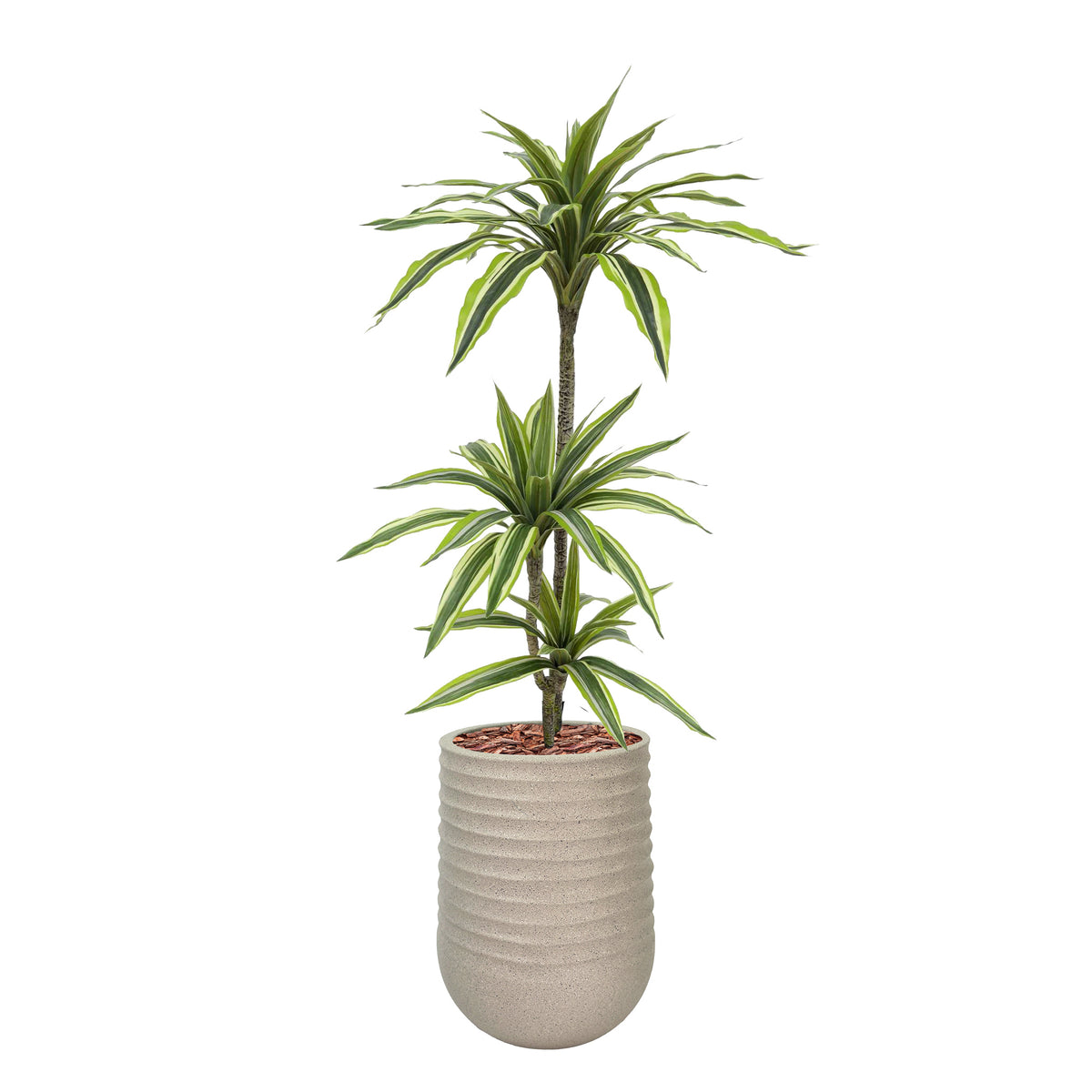 Artimis S Beige with Dracaena Lemon & Lime - 100cm