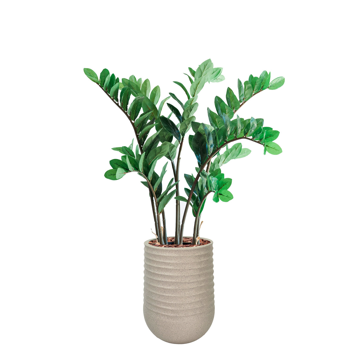 Artimis S Beige with Zamifolia - 87cm