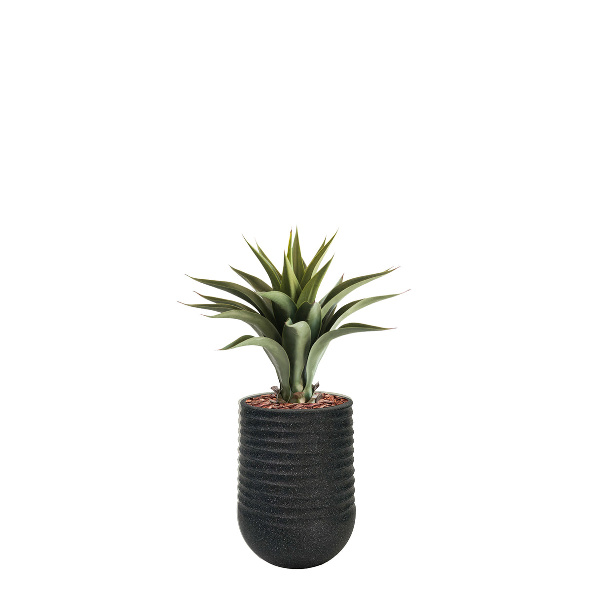 Artimis S Black with Agave - 55cm