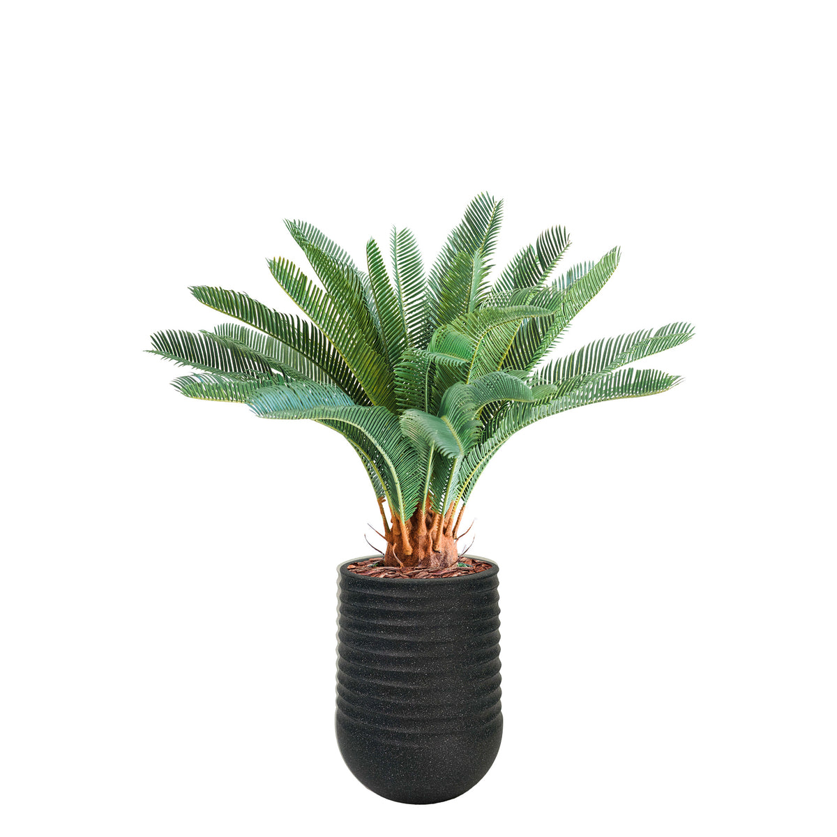 Artimis S Black with Cycas - 72cm