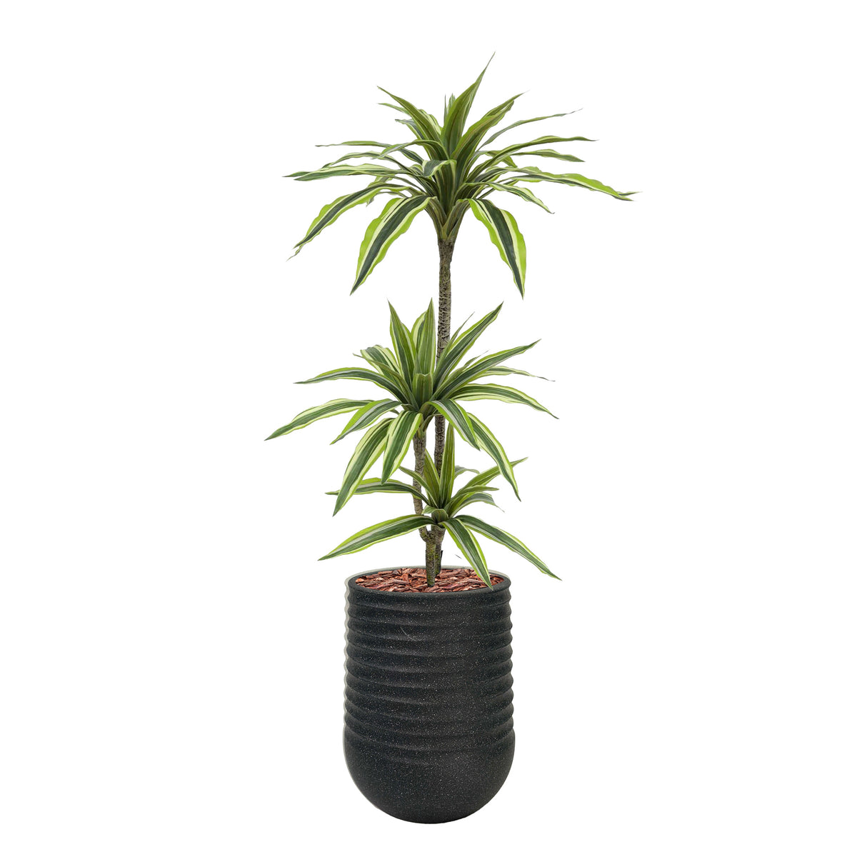 Artimis S Black with Dracaena Lemon & Lime - 100cm