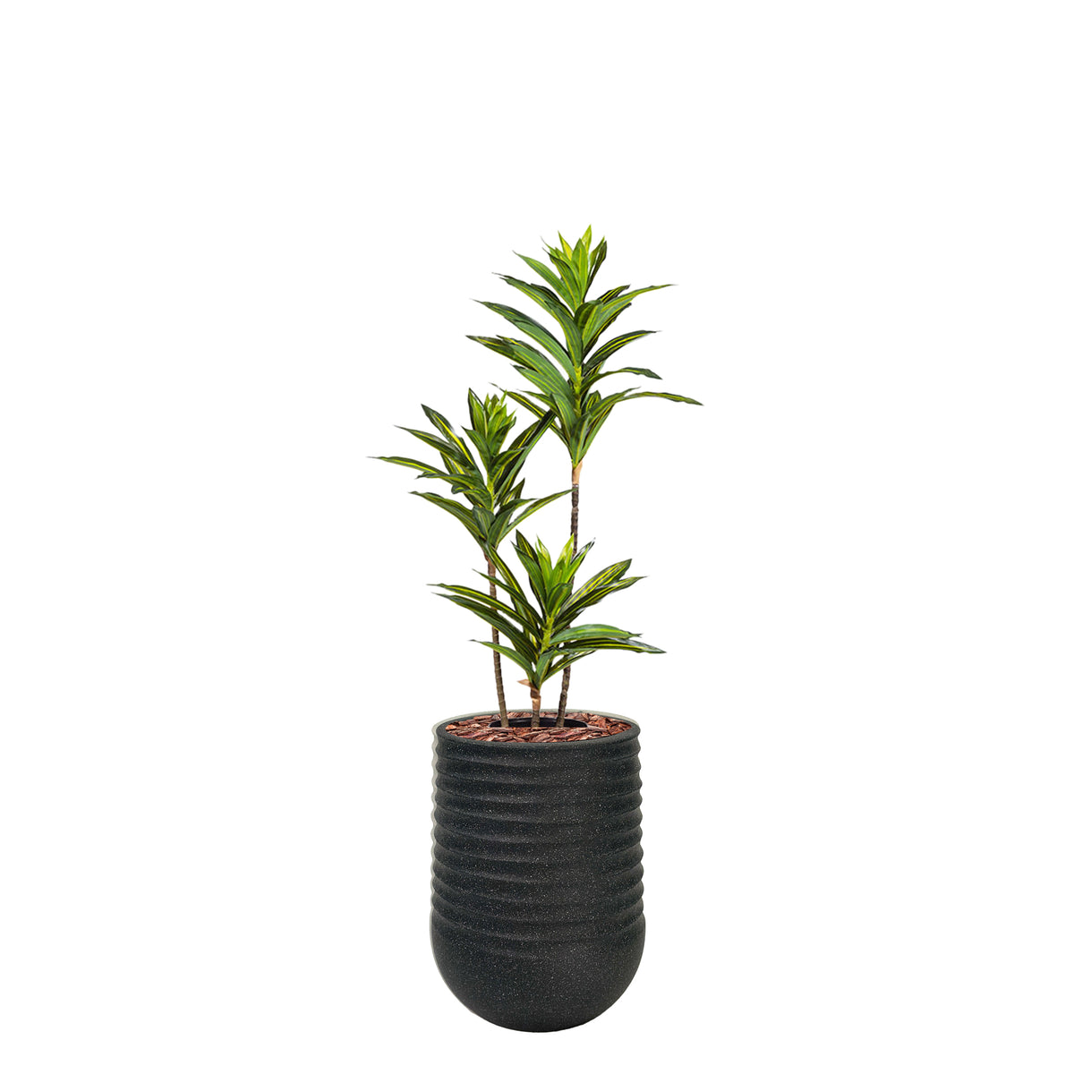 Artimis S Black with Dracaena Reflexa - 70cm