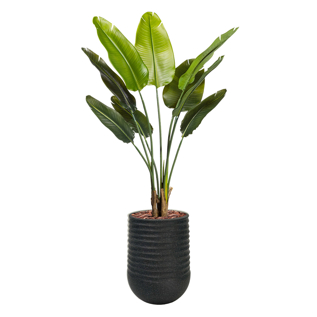 Artimis S Black with Strelitzia - 110cm