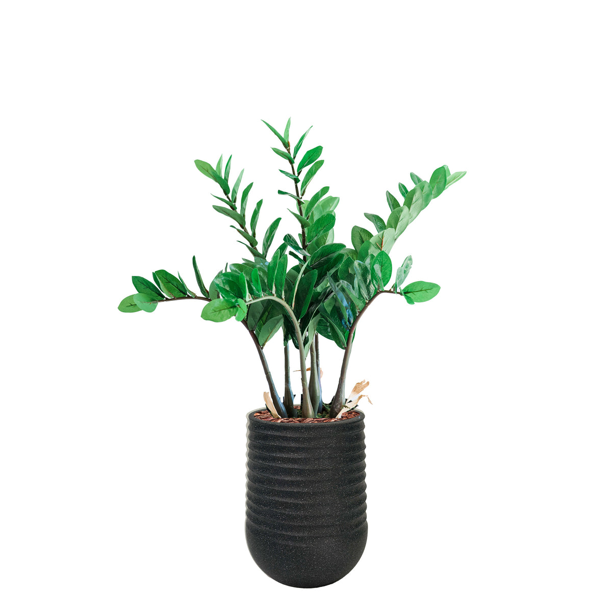 Artimis S Black with Zamifolia - 64cm