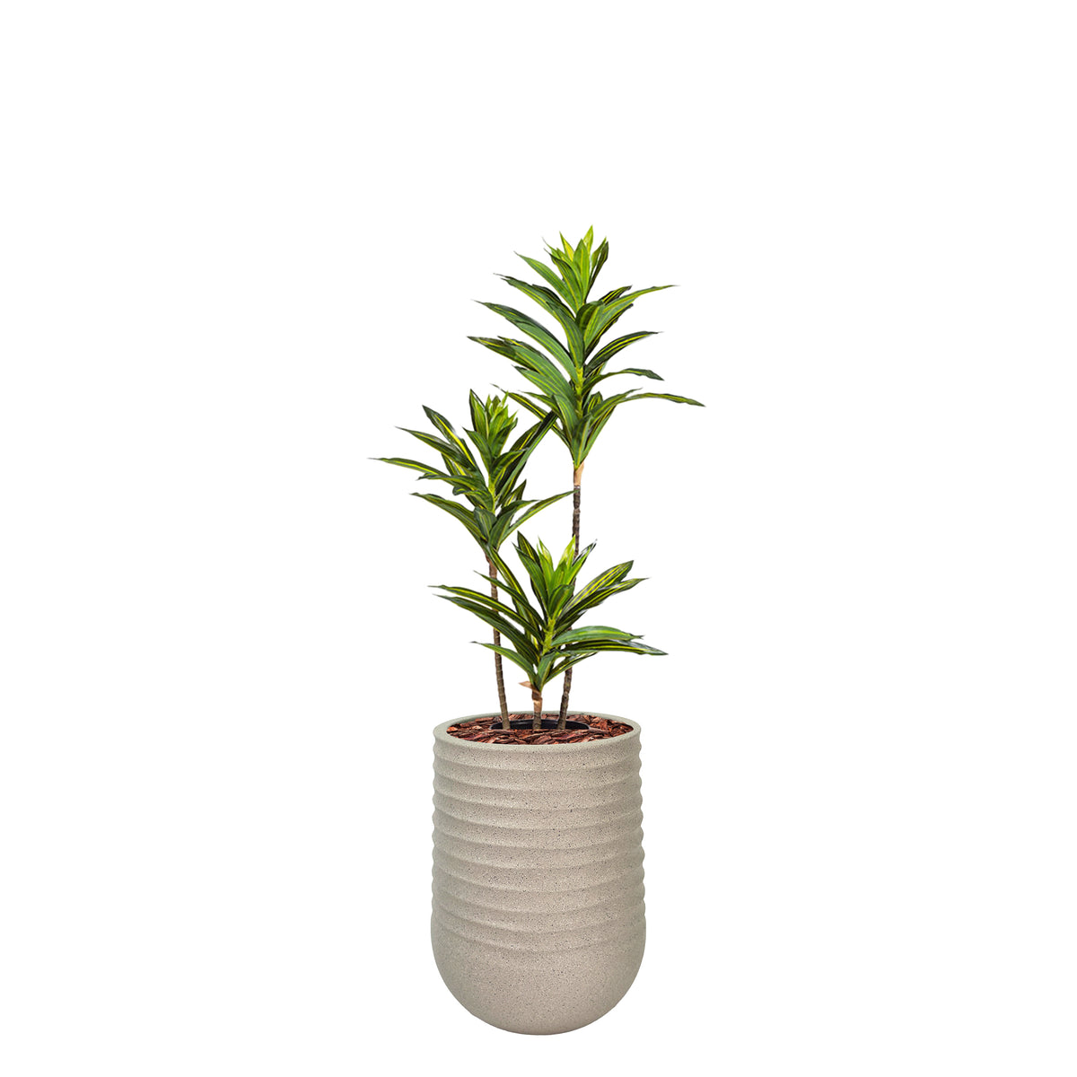 Artimis S Beige with Dracaena Reflexa - 70cm