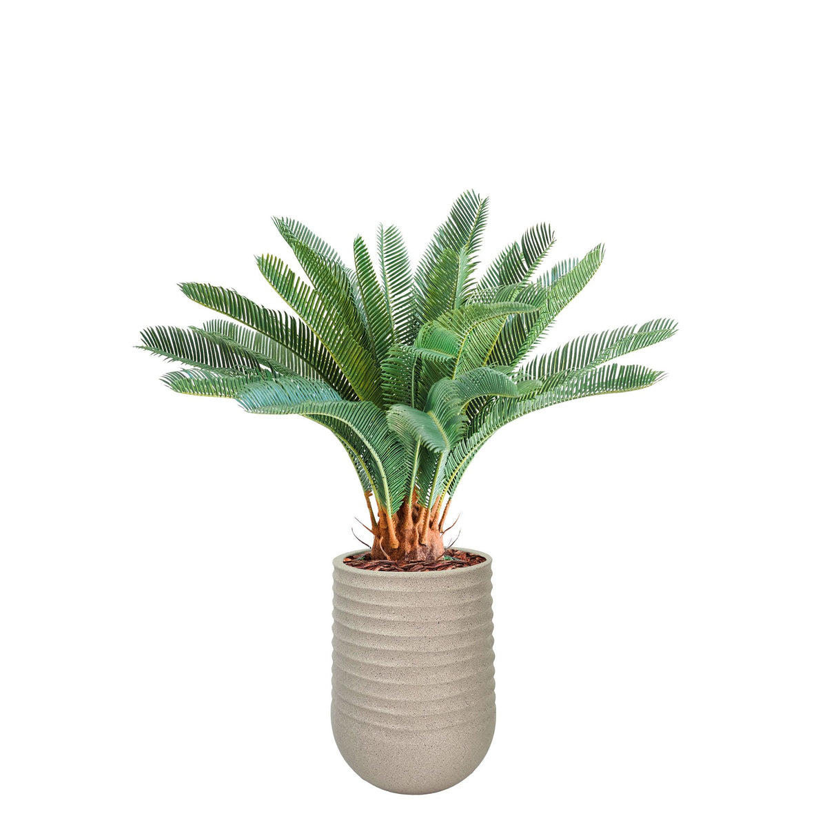 Artimis S Beige with Cycas - 72cm