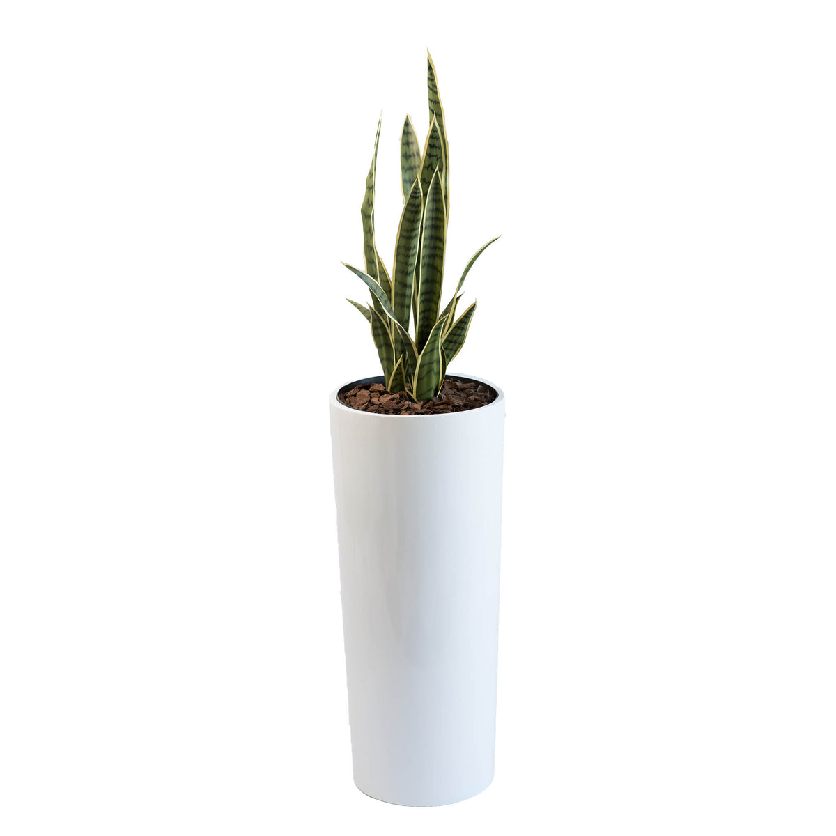 Cardin B Pot with Sansevieria 86cm