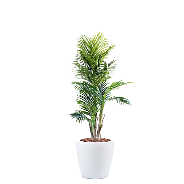 Dior B with Areca Palm 150cm Combo