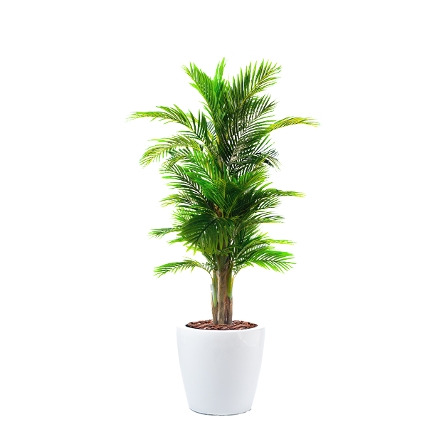 Dior B with Areca Palm 189cm Combo