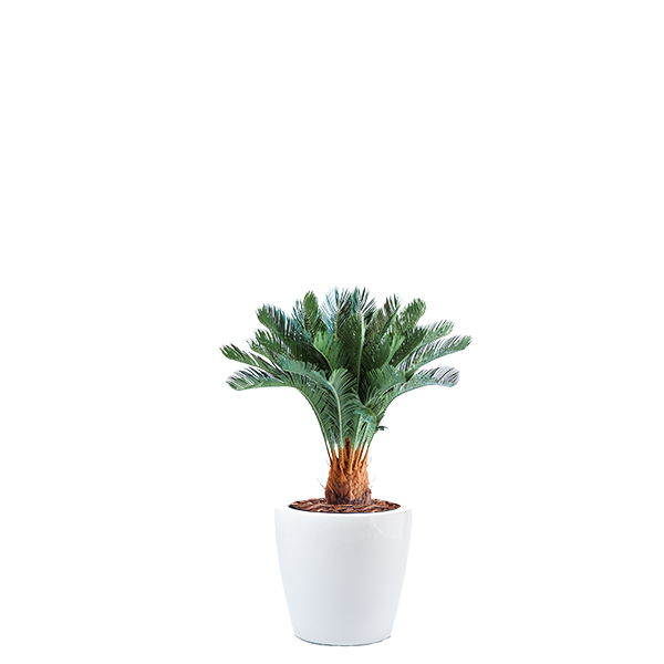 Dior B with Cycas 92cm Combo