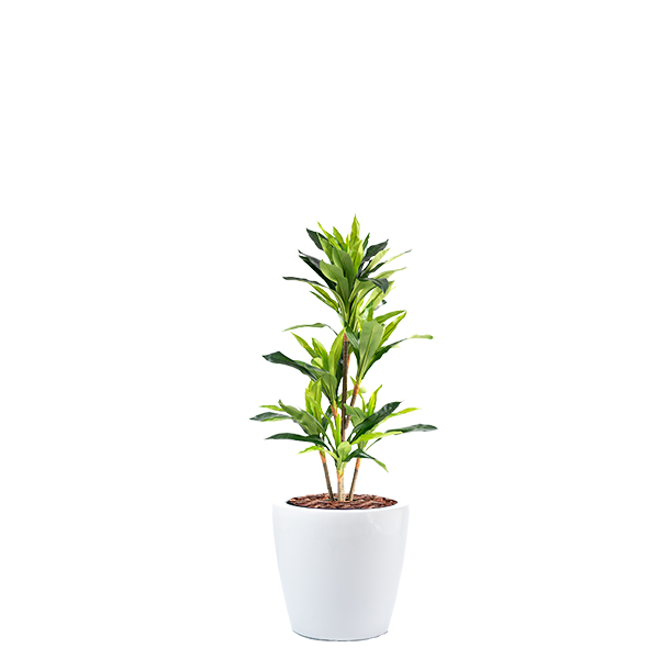 Dior B with Dracaena 130cm Combo