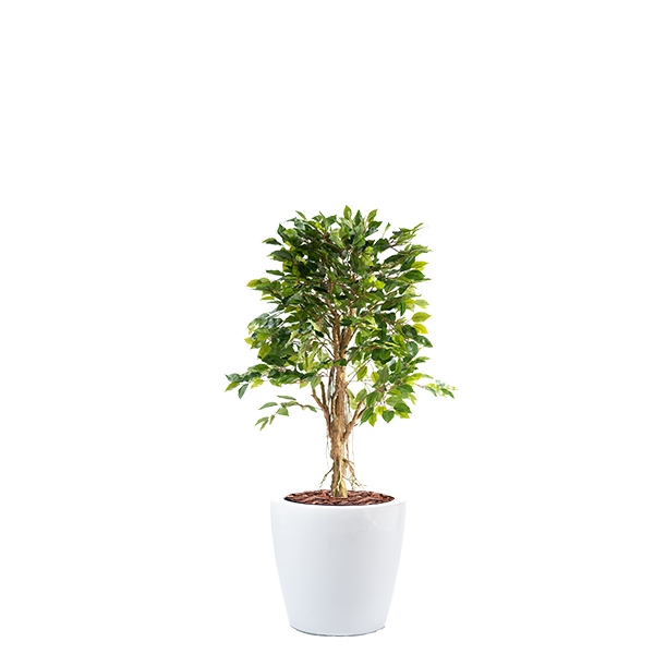 Dior B with Ficus 120cm Combo