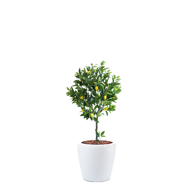 Dior B with Lemon Tree 120cm Combo